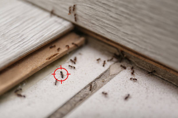 Best Pest Control Near Me in Daleville, VA