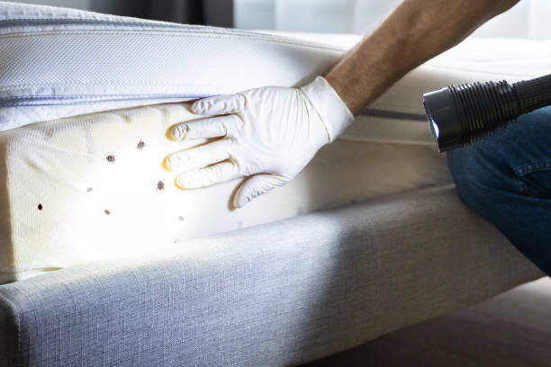 Best Ant Control Services  in Daleville, VA