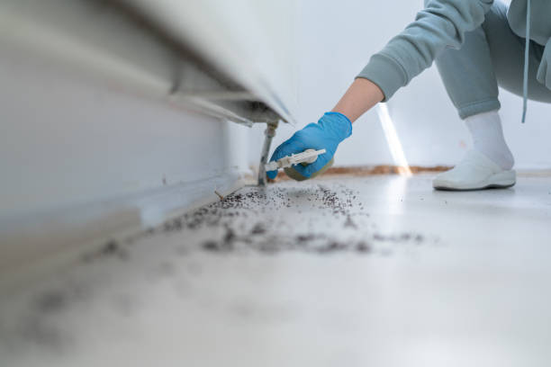 Best Local Pest Control Services  in Daleville, VA